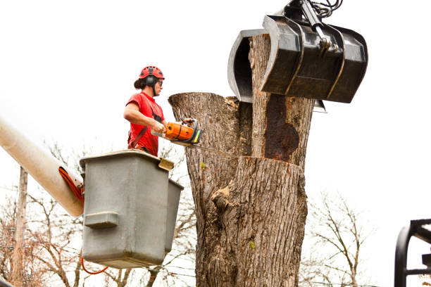 Best Fruit Tree Pruning  in USA